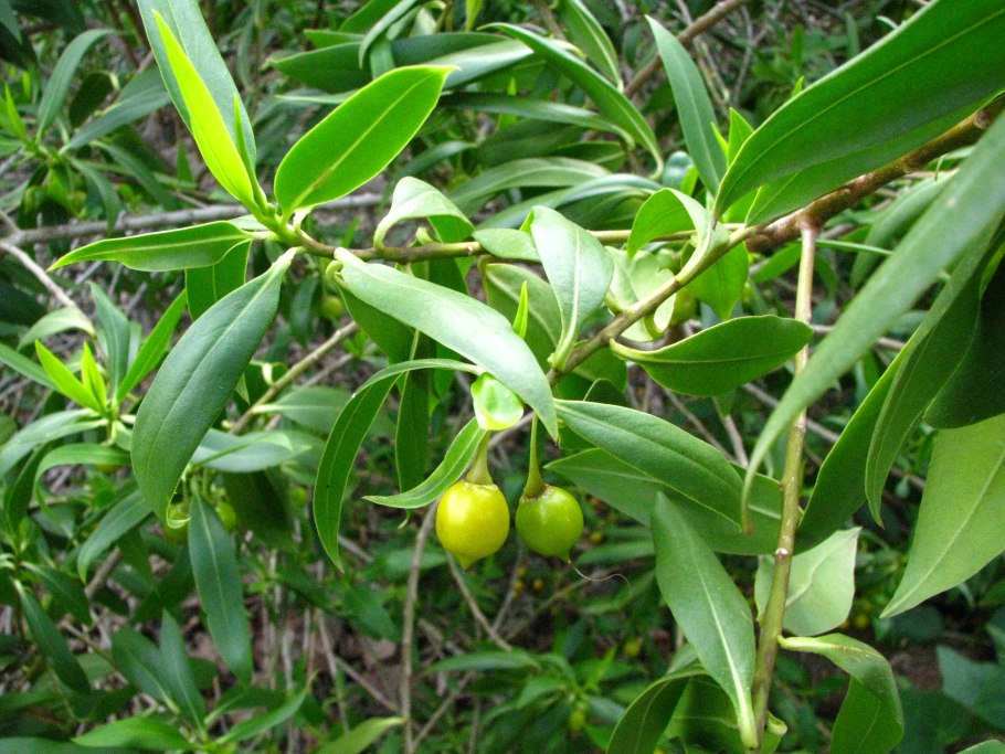 Котел Alixia 24 CF