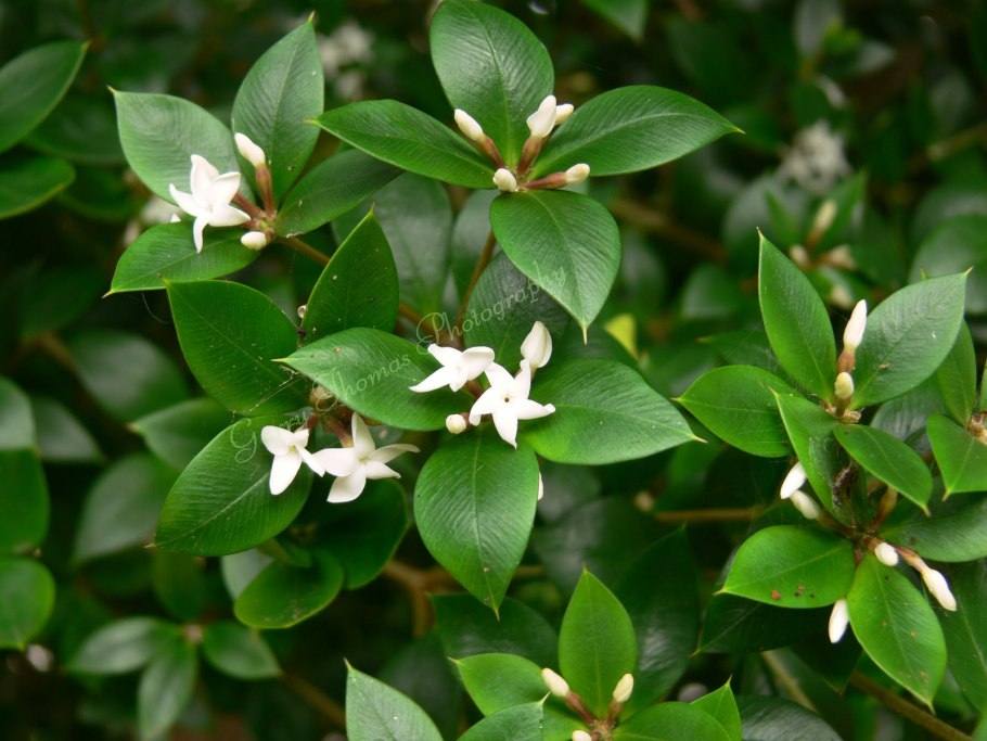 Аликсия Alyxia ароматная