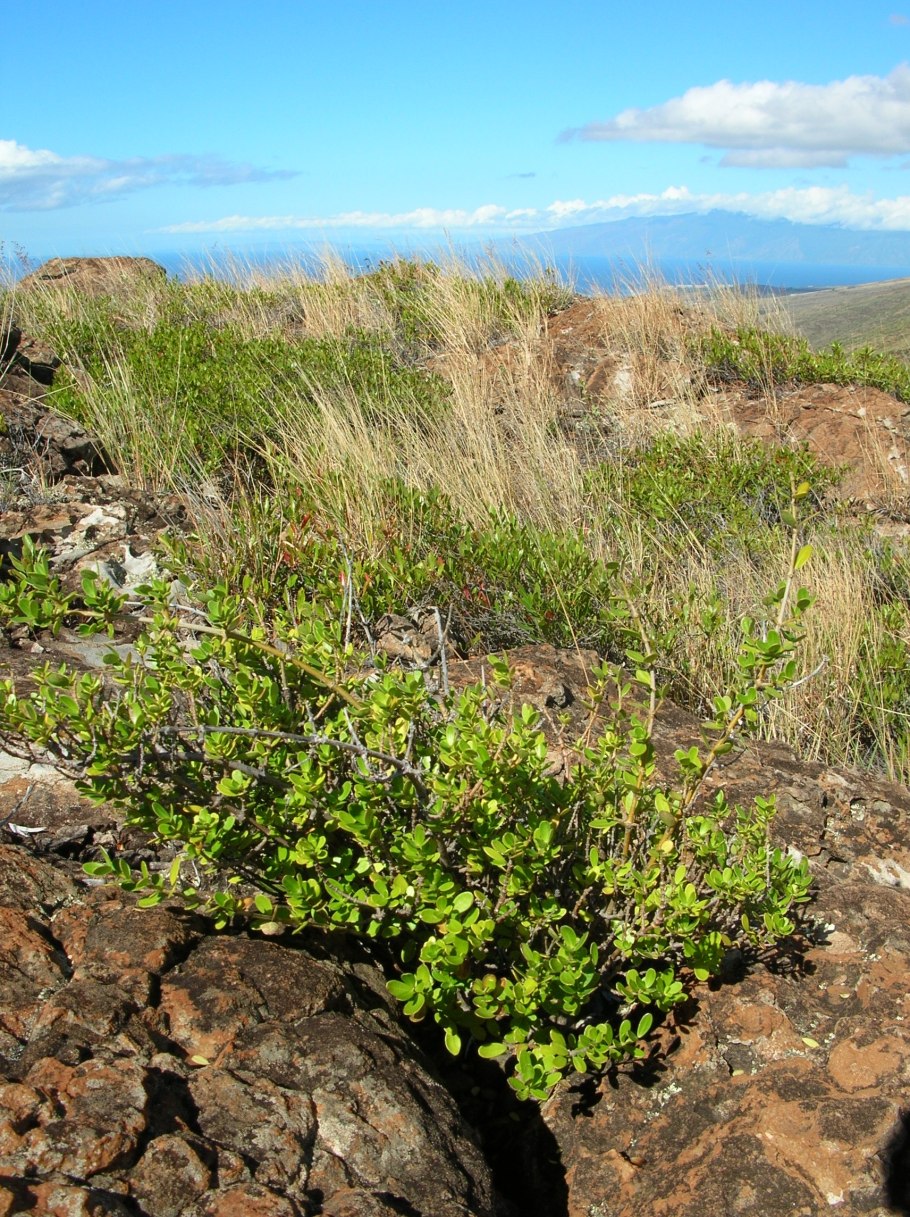 Звукоизолированная комната