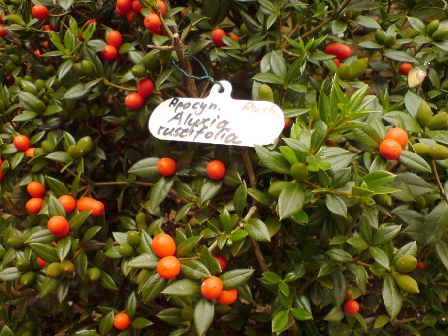 Аликсия самшитолистная (Alyxia buxifolia)