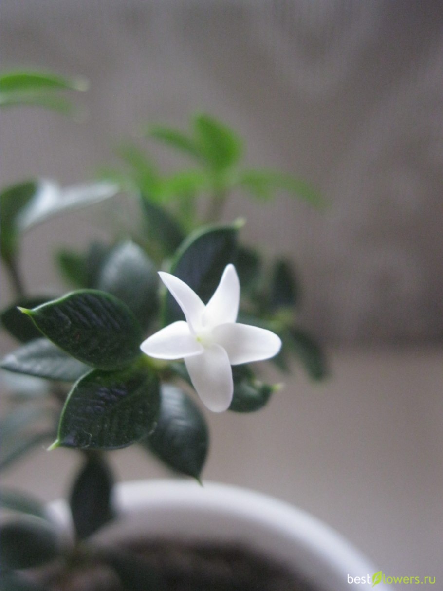 Бонция растение