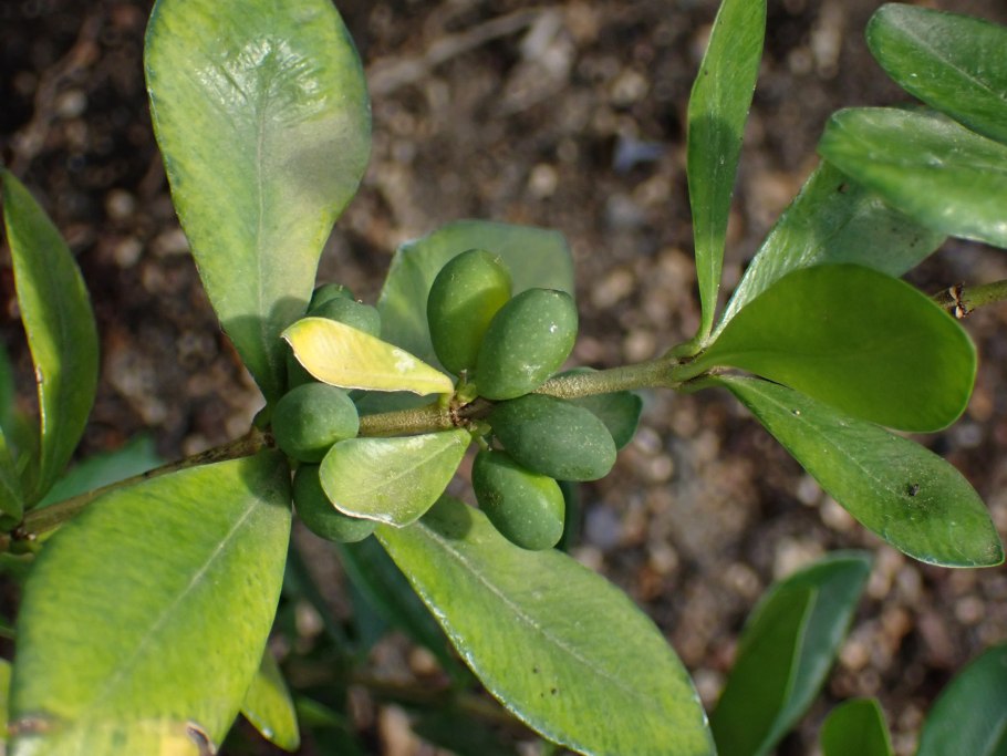 Аликсия Рейварда (Alyxia reinwardtii)