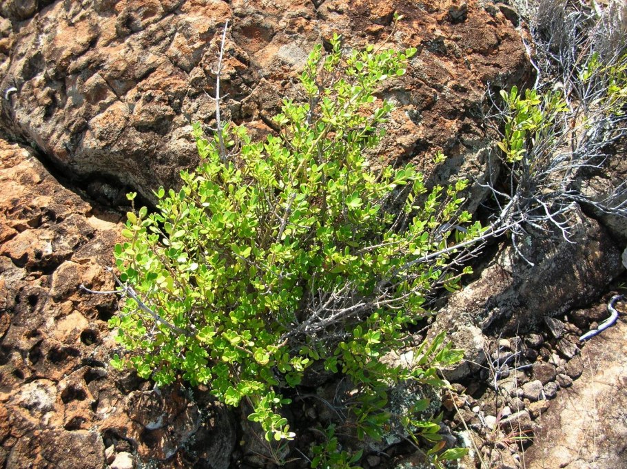 Alyxia gynopogon