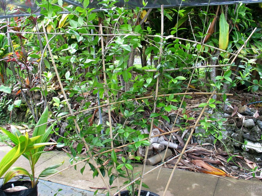 Карбюратор leader pz19jb