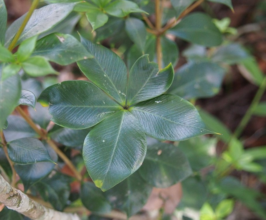 Аксия иглицелистная (Alyxia ruscifolia)