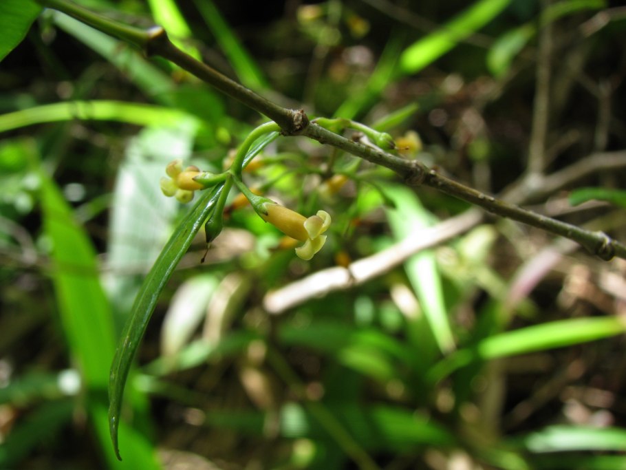 Бонция дафновидная растение