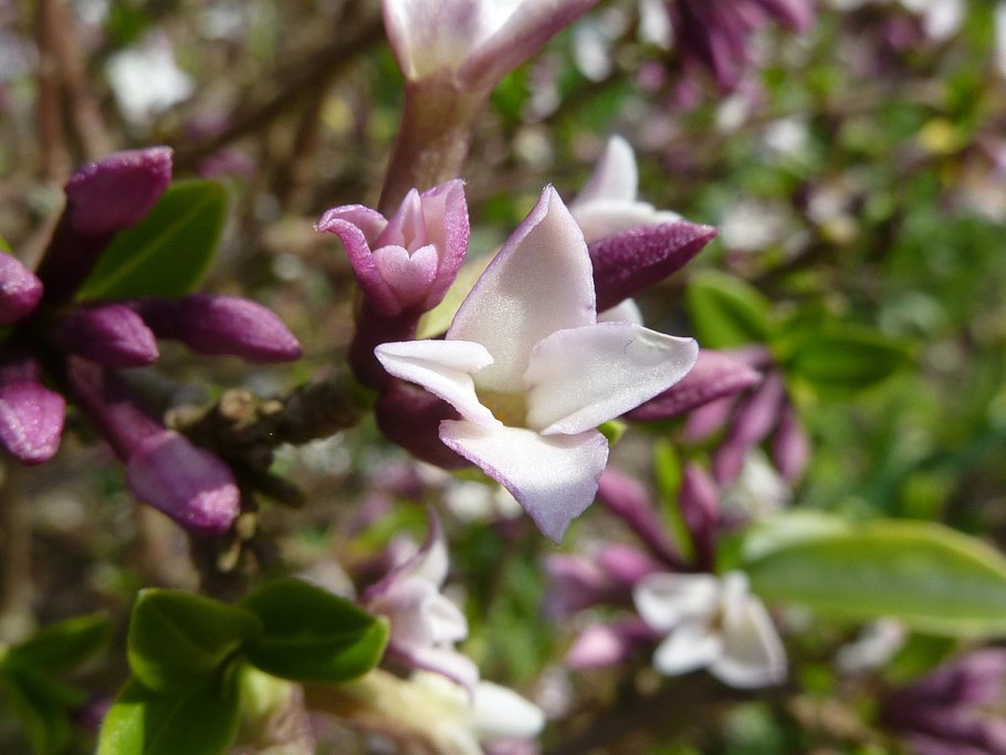 Гардения жасминовидная (сорт 'Grandenia ® ')