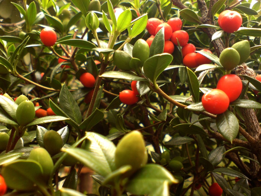 Аликсия Alyxia ароматная