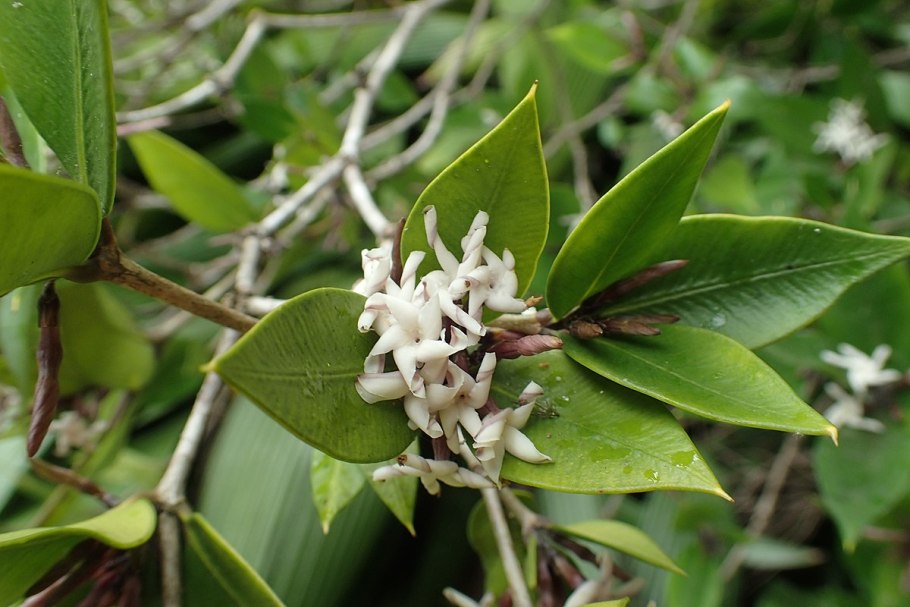 Аликсия Рейварда (Alyxia reinwardtii)