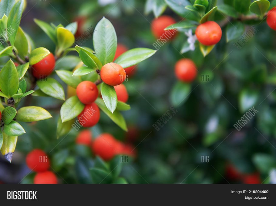 Аликсия Рейварда (Alyxia reinwardtii)