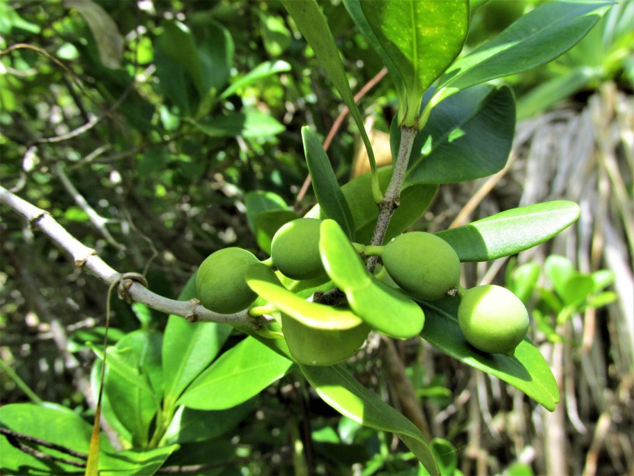 Аксия иглицелистная (Alyxia ruscifolia)