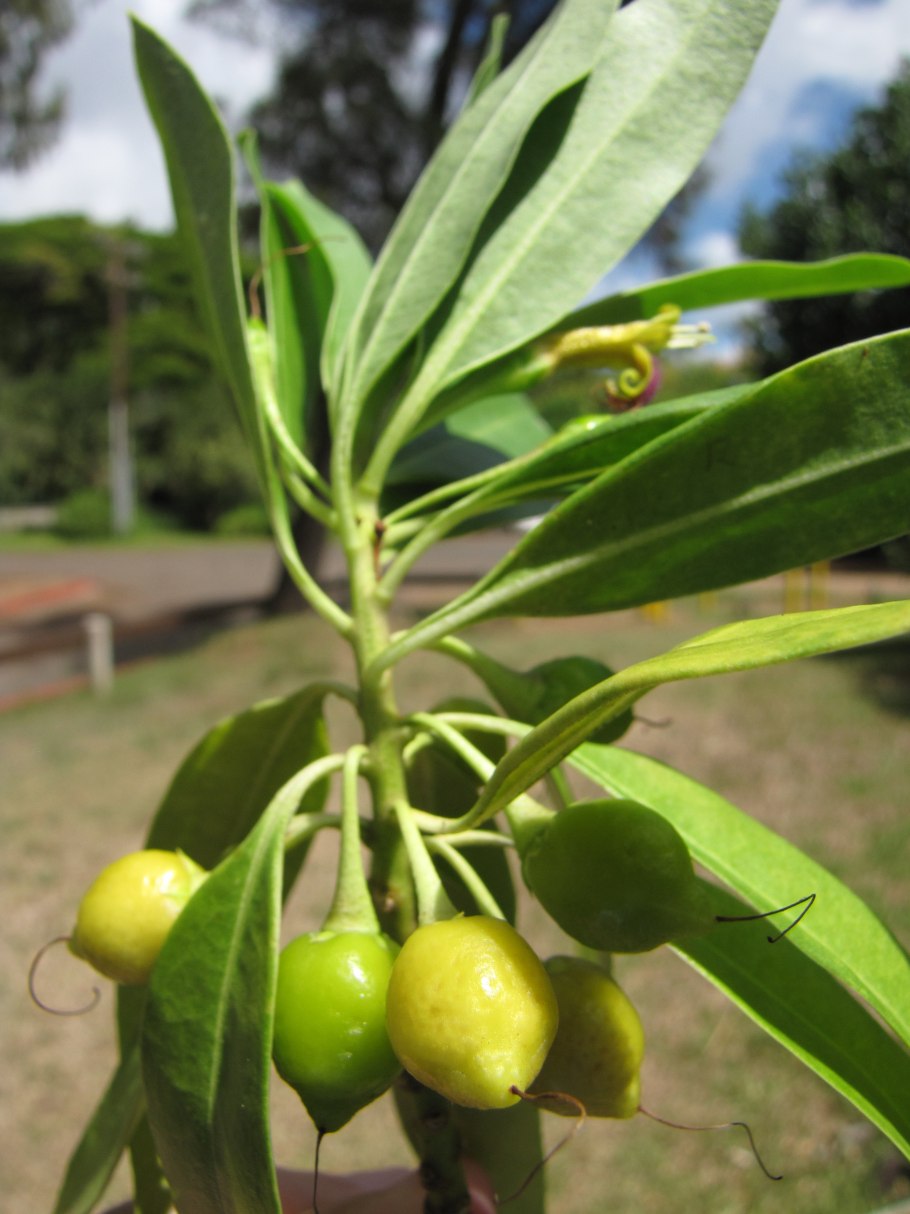 Бонция дафновидная