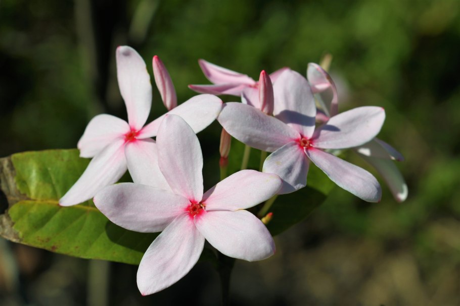 Бонция дафновидная