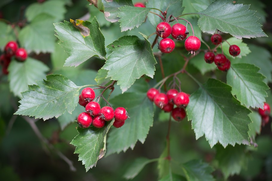 Боярышник Сибирский Crataegus sanguinea
