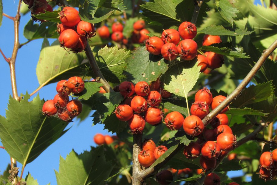 Боярышник кроваво-красный Crataegus sanguinea