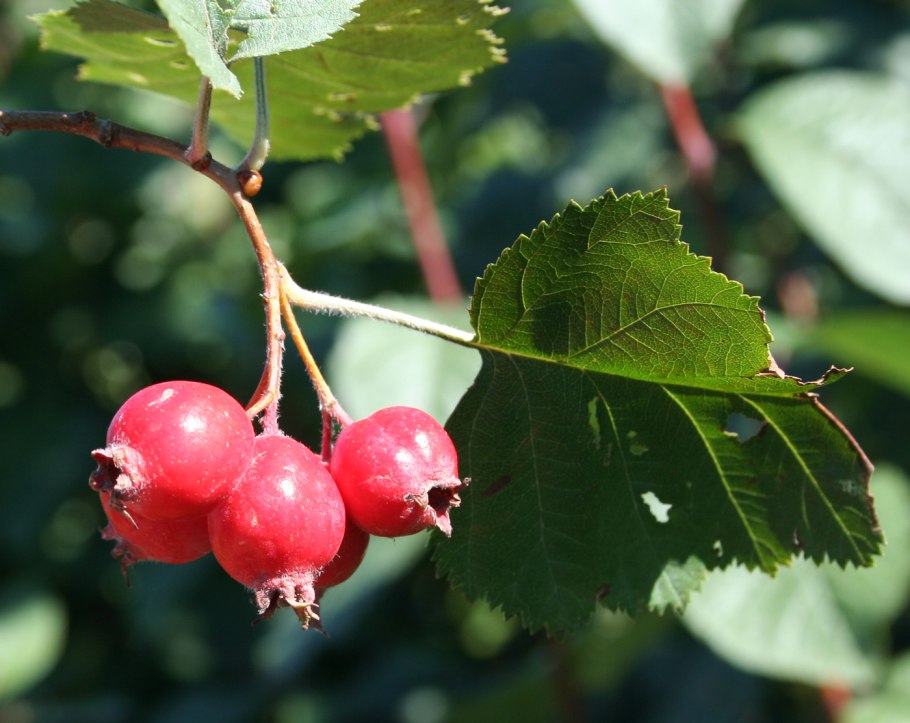 Боярышник кроваво-красный Crataegus sanguinea