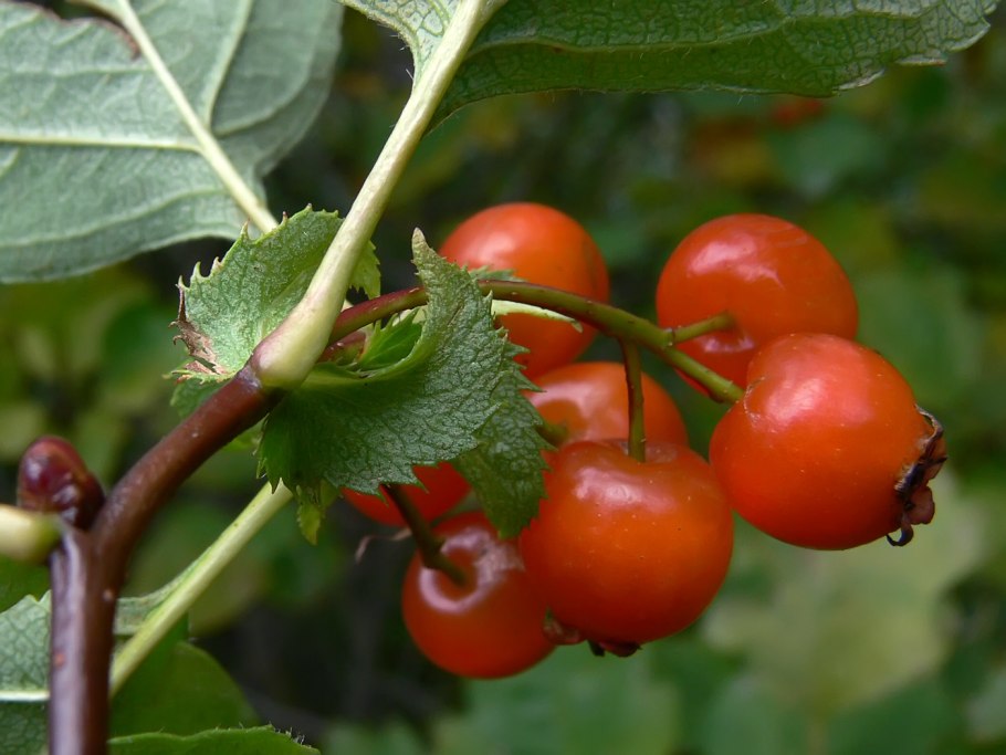 Боярышник кроваво-красный, Сибирский Crataegus sanguinea
