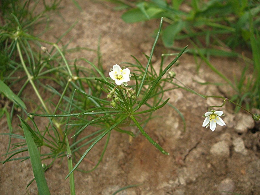 Торица Пашенная