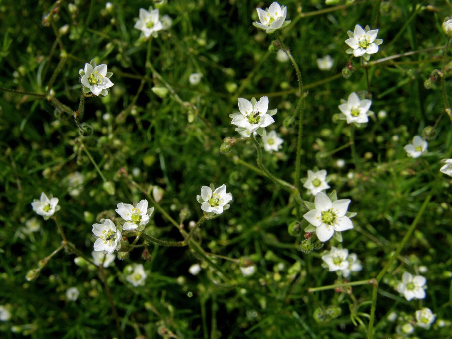 Торица обыкновенная