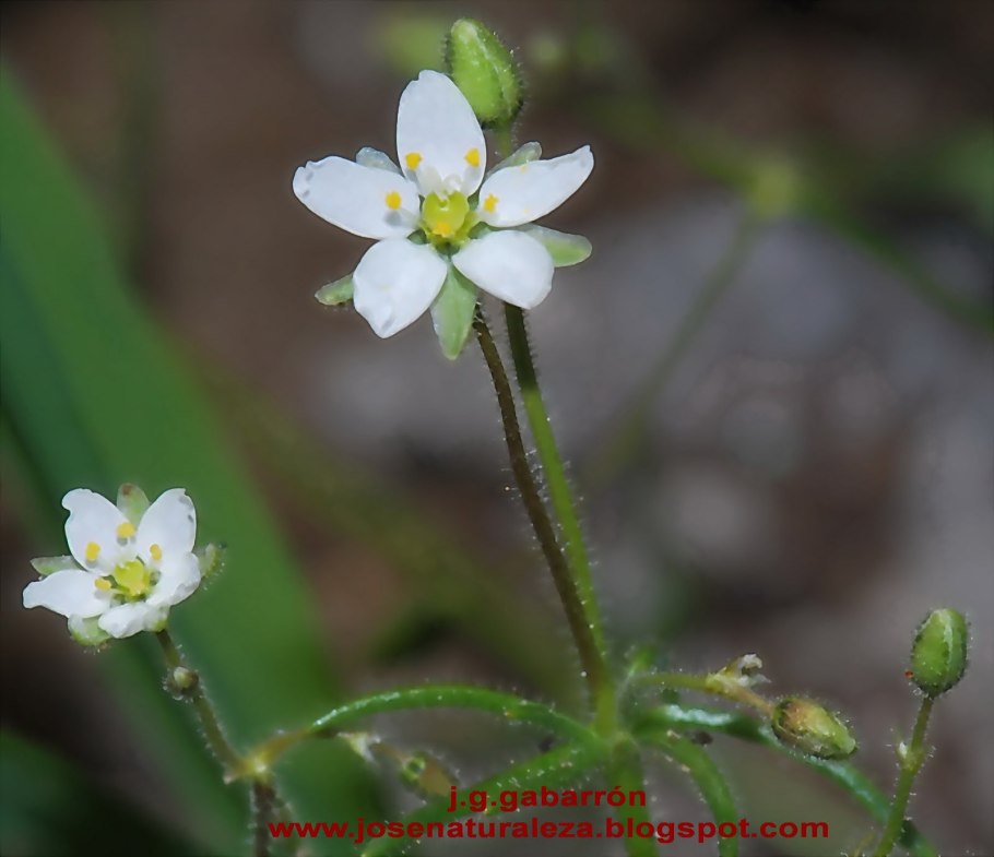 Торица Пашенная