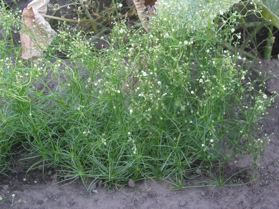 Spergula vulgaris