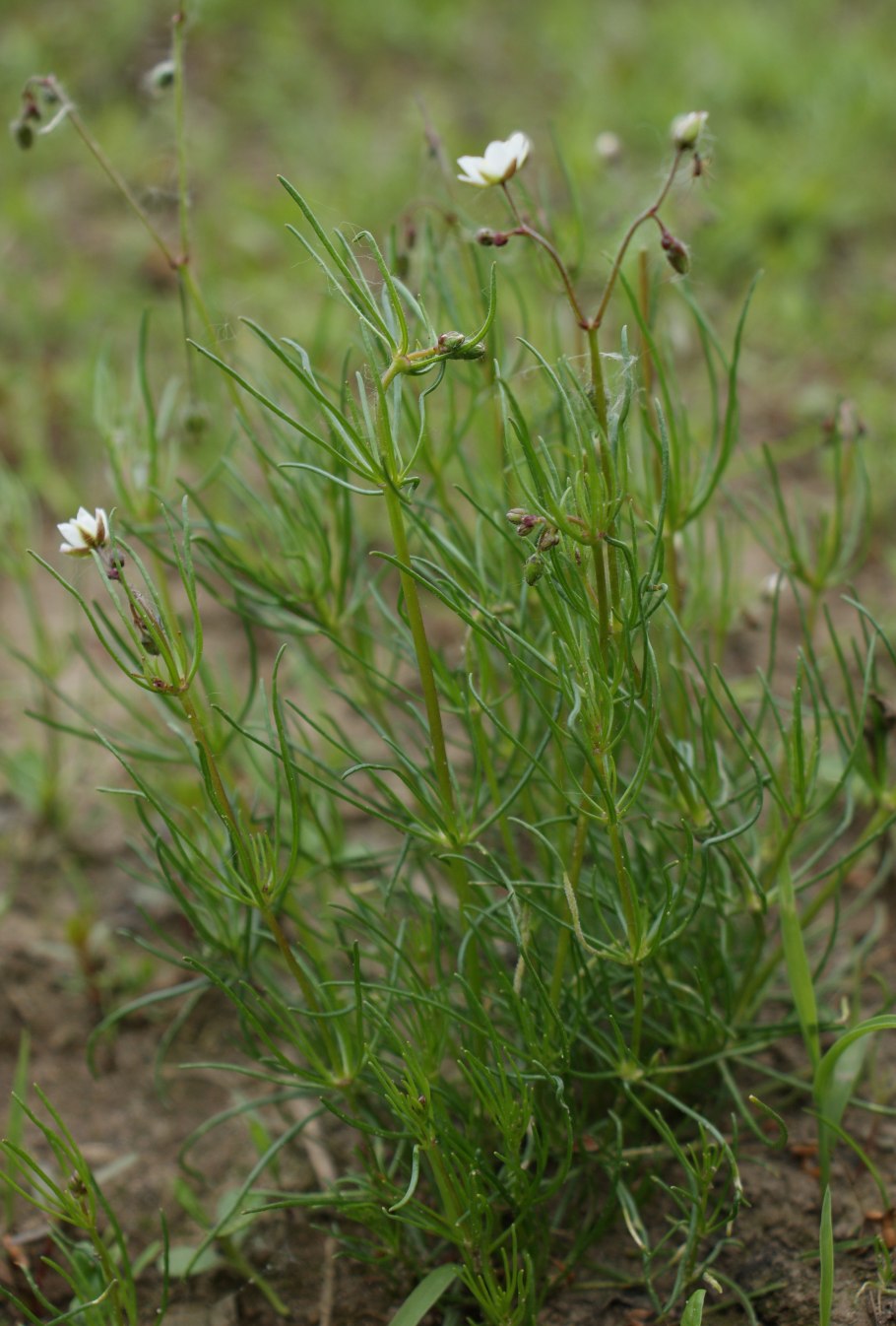 Spergula arvensis l.