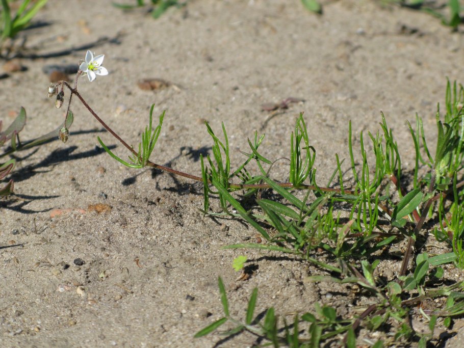 Торица Пашенная