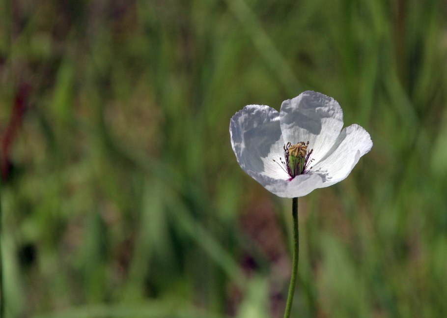 Торица Полевая семена фото