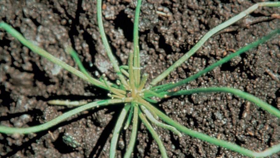 Торица Полевая в посева лука