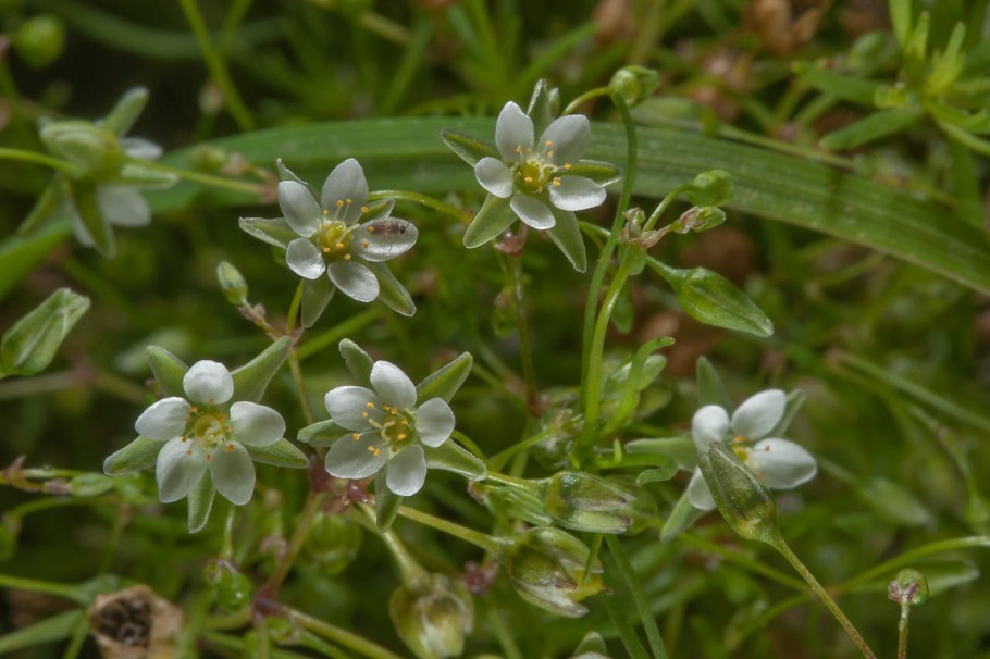 Торица Полевая (Spergula arvensis)