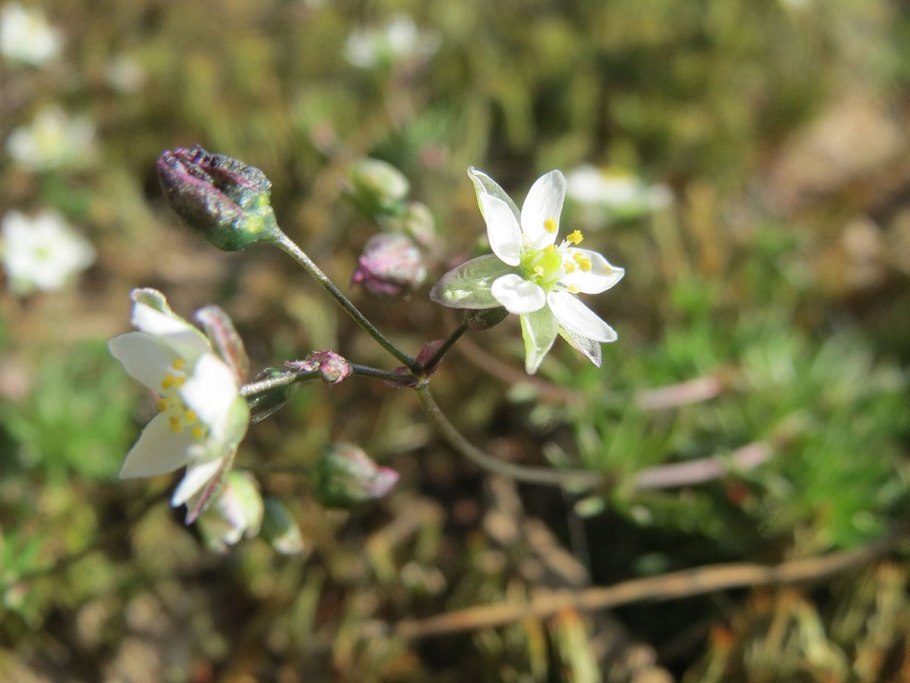 Spergula linicola