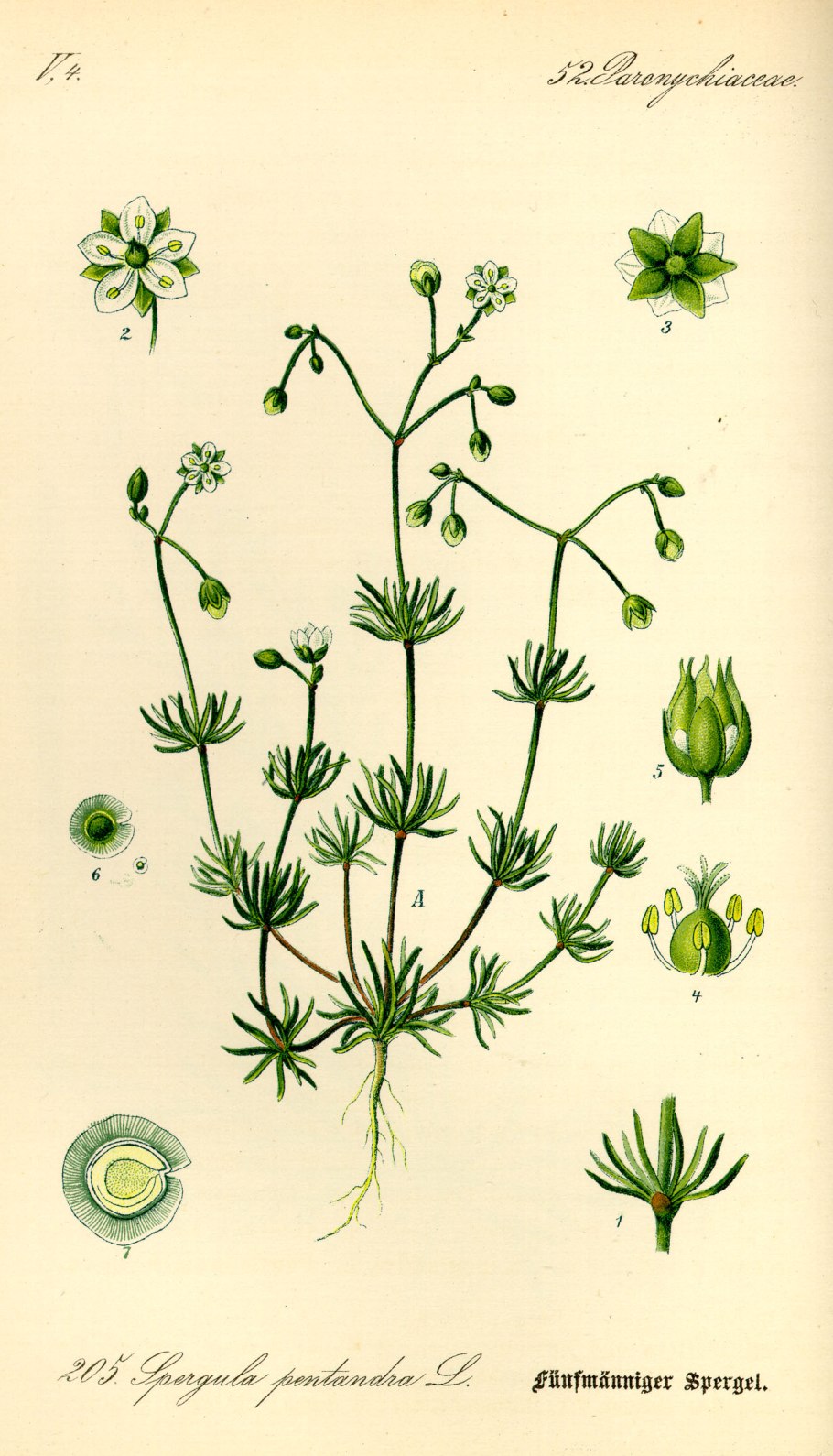 Spergula arvensis l.