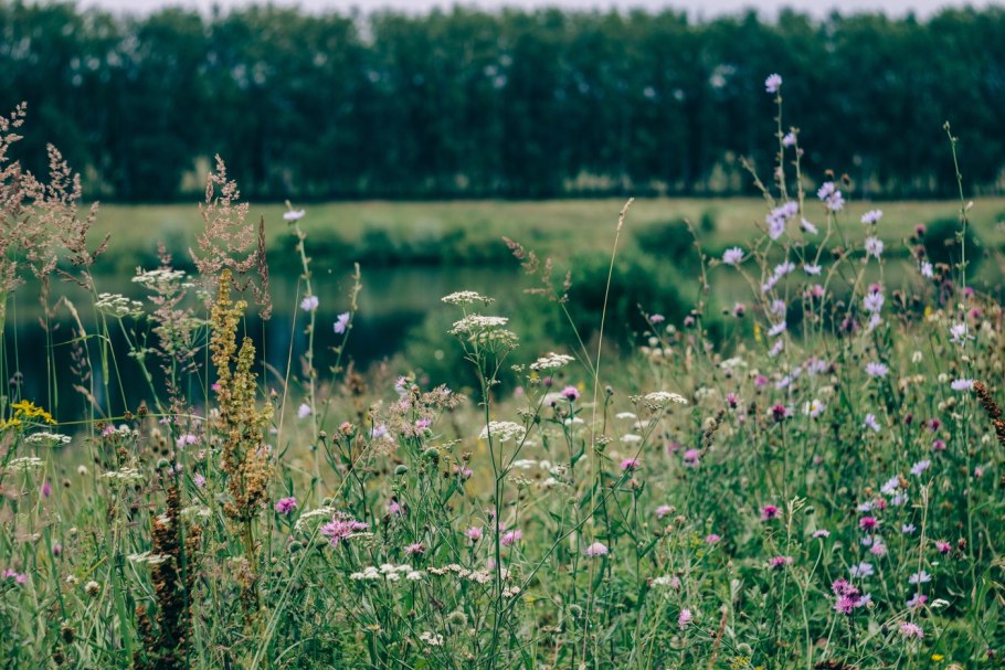 Семена полевого цветка похожие на одуванчики