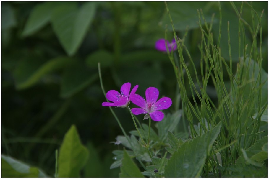 Торица обыкновенная