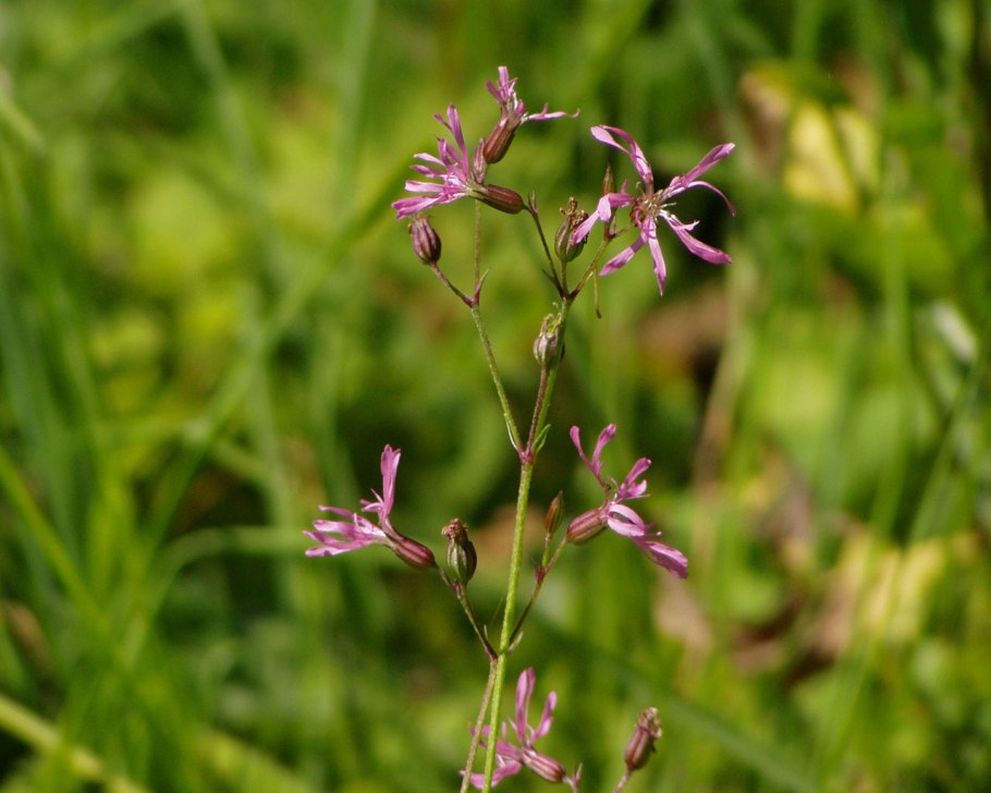 Lychnis flos cuculi
