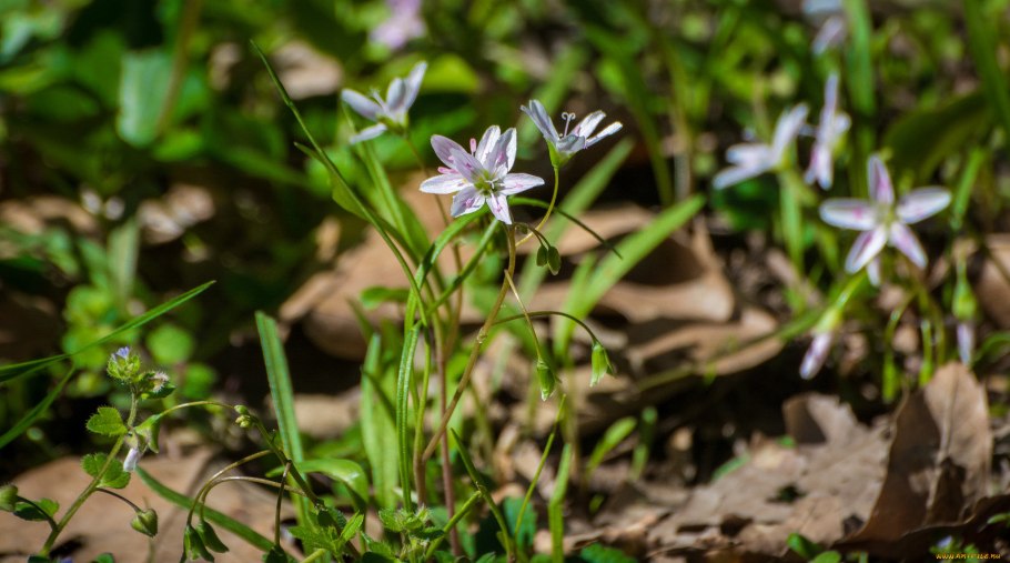Сердечник Луговой