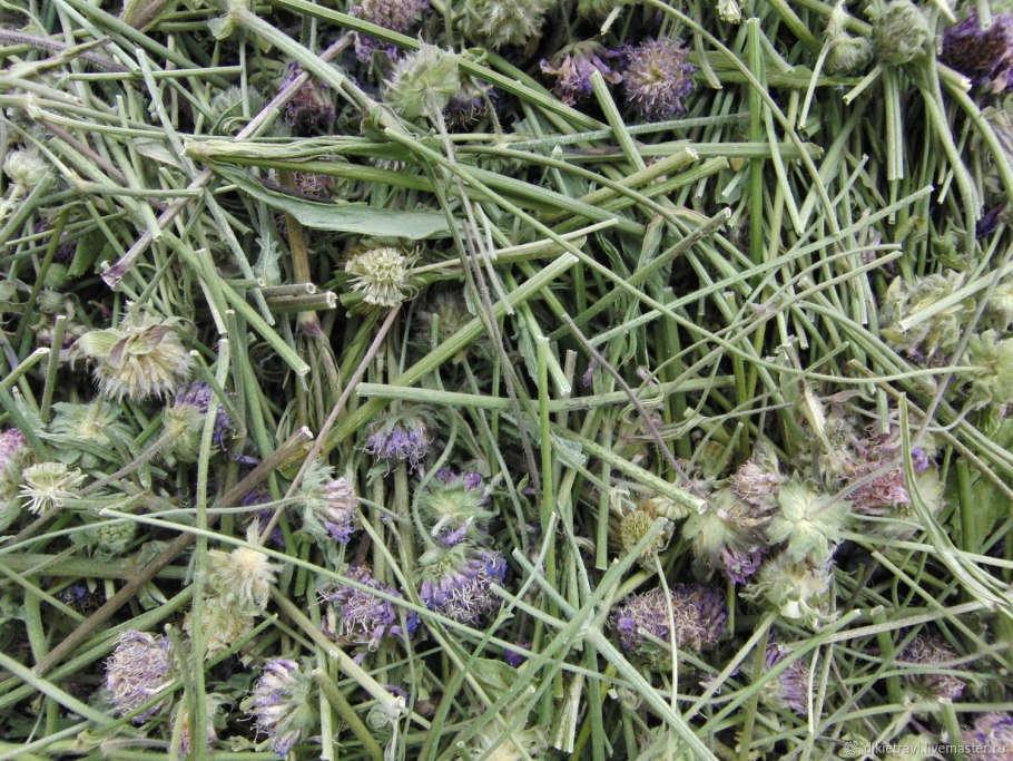 Короставник полевой