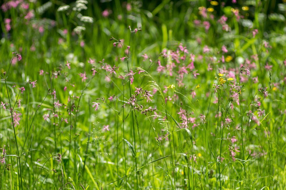 Торица льняная