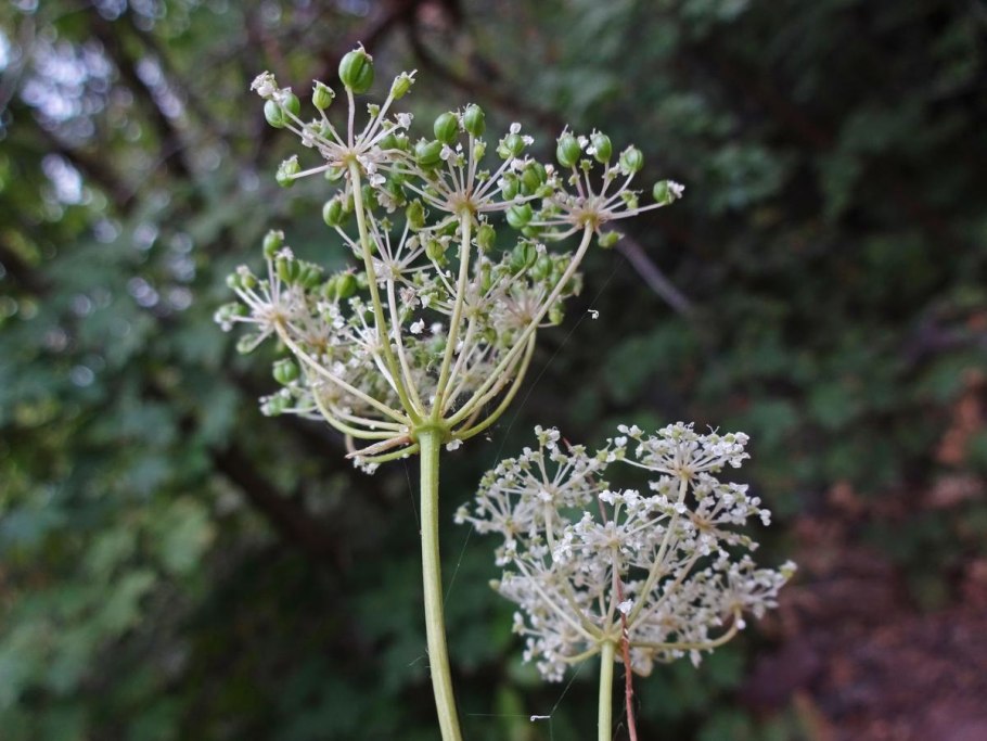 Берула прямая Berula erecta HUDS.