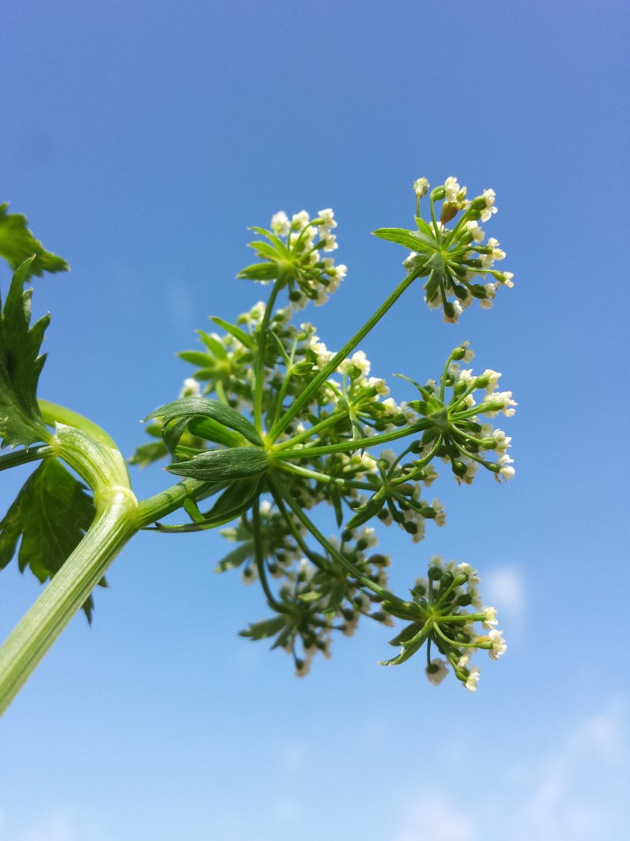 Поречница прямостоячая Berula erecta (HUDS.) Cov.