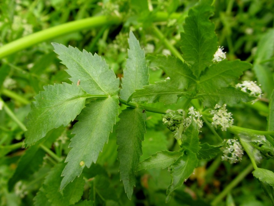 Берула прямая Berula erecta HUDS.