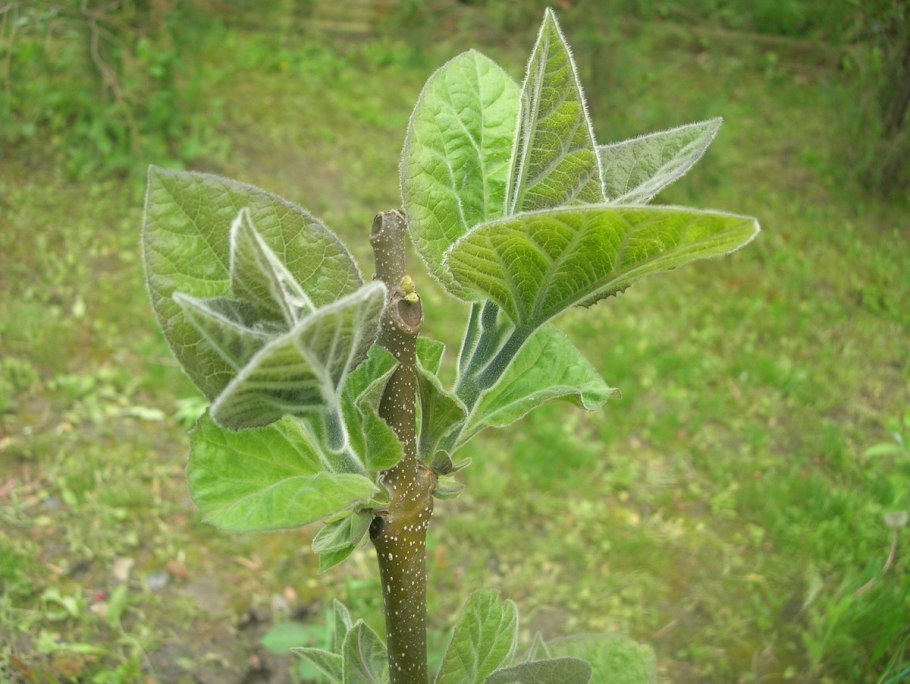 Дерево павлония войлочная