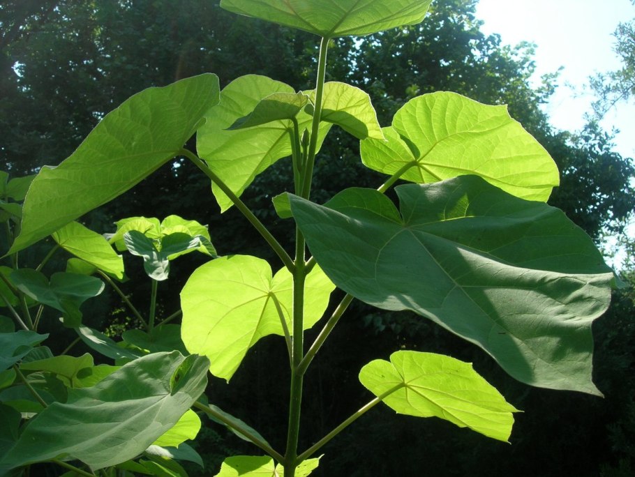 Быстрорастущее дерево Павловния