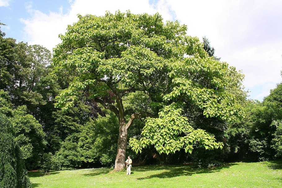 Paulownia catalpifolia