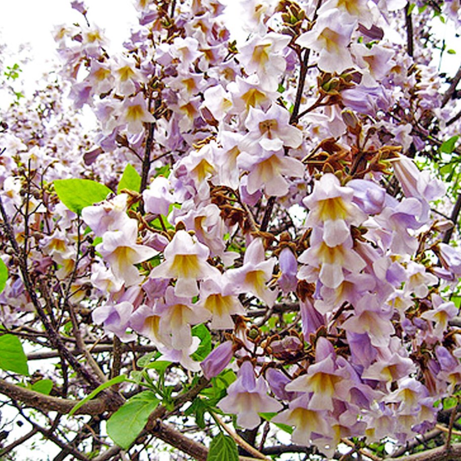 Павлонич Катальполистная