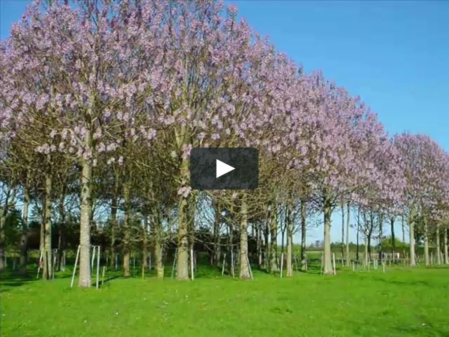 Paulownia tomentosa
