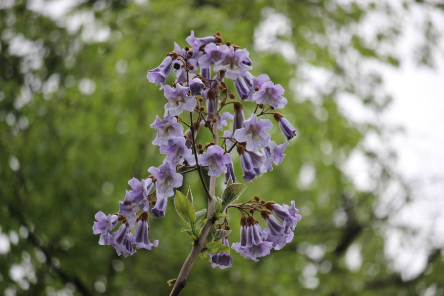 Павловния войлочная