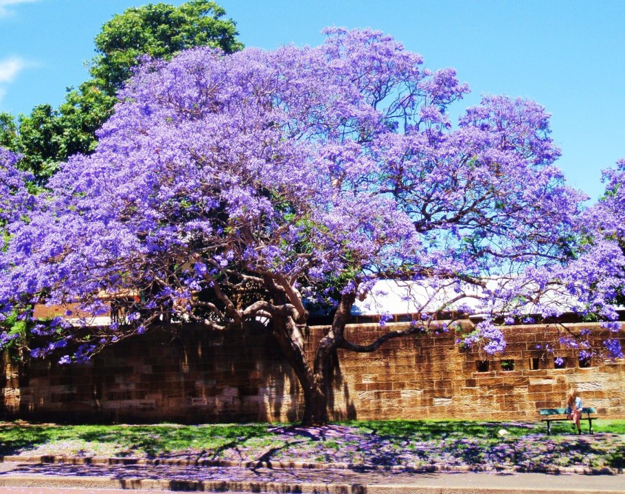 Жакаранда (фиалковое дерево) Кавказ
