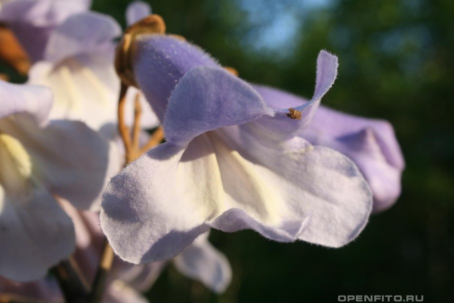 Павлония адамово дерево