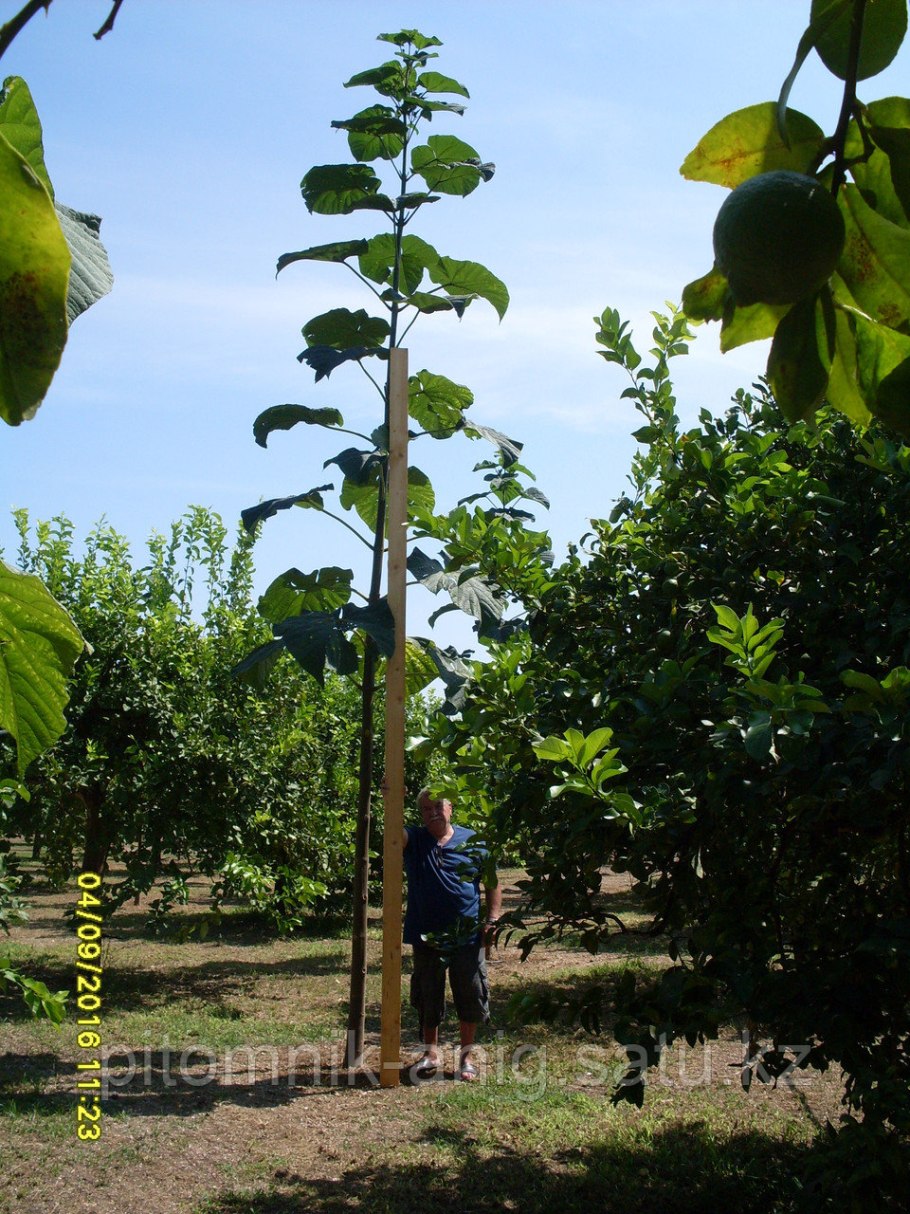Быстрорастущее дерево павловния